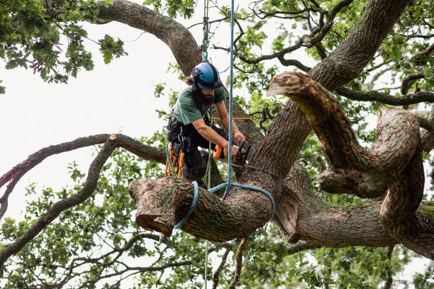 Tree and Shrub Care in Austell, GA